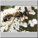 Mellinus crabroneus - Grabwespe w02 11mm - OS-Wallenhorst Sandgrube.jpg